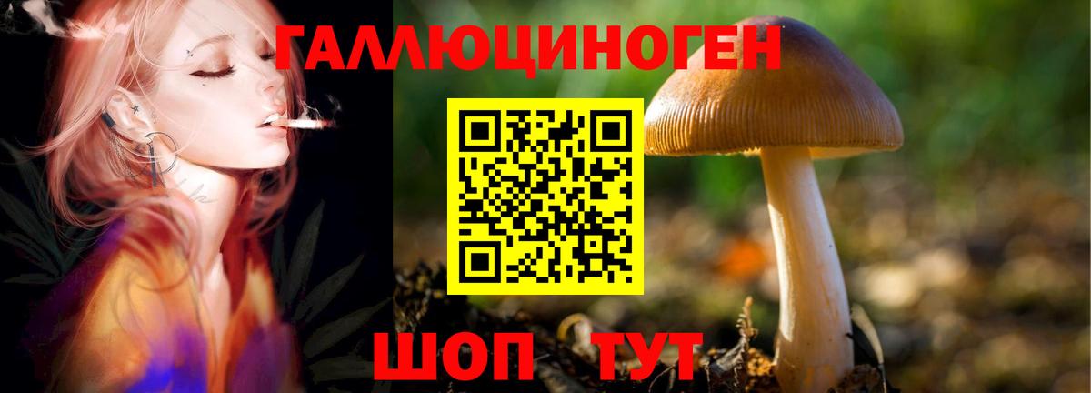Псилоцибиновые грибы Cubensis Саратов